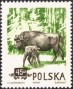 动物:欧洲:波兰:pl195401.jpg
