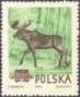 动物:欧洲:波兰:pl195402.jpg