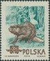 动物:欧洲:波兰:pl195404.jpg
