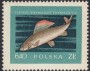 动物:欧洲:波兰:pl195805.jpg