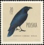 动物:欧洲:波兰:pl196002.jpg
