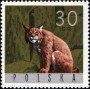 动物:欧洲:波兰:pl196512.jpg
