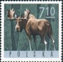 动物:欧洲:波兰:pl196519.jpg