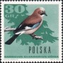 动物:欧洲:波兰:pl196612.jpg