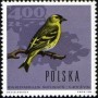 动物:欧洲:波兰:pl196616.jpg