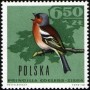 动物:欧洲:波兰:pl196617.jpg