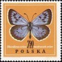 动物:欧洲:波兰:pl196718.jpg