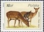 动物:欧洲:波兰:pl198604.jpg