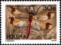 动物:欧洲:波兰:pl198805.jpg