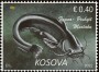 动物:欧洲:科索沃:xk202201.jpg