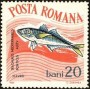 动物:欧洲:罗马尼亚:ro196403.jpg
