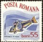 动物:欧洲:罗马尼亚:ro196406.jpg