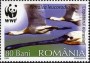 动物:欧洲:罗马尼亚:ro200602.jpg