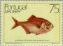 动物:欧洲:马德拉群岛:ptm198602.jpg