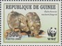动物:非洲:几内亚:gn200902.jpg