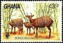 动物:非洲:加纳:gh198403.jpg