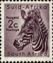 动物:非洲:南非:za196104.jpg