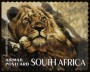 动物:非洲:南非:za200709.jpg