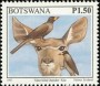 动物:非洲:博茨瓦纳:bw199714.jpg