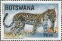 动物:非洲:博茨瓦纳:bw201703.jpg