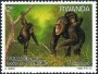 动物:非洲:卢旺达:rw198801.jpg