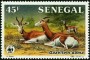 动物:非洲:塞内加尔:sn198602.jpg