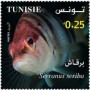 动物:非洲:突尼斯:tn202101.jpg