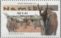 动物:非洲:纳米比亚:na201301.jpg