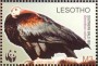 动物:非洲:莱索托:ls200402.jpg