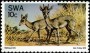 动物:非洲:西南非洲:swa197602.jpg