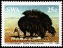 动物:非洲:西南非洲:swa198502.jpg