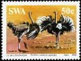 动物:非洲:西南非洲:swa198504.jpg