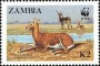 动物:非洲:赞比亚:zm198702.jpg