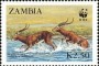 动物:非洲:赞比亚:zm198703.jpg