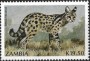 动物:非洲:赞比亚:zm199103.jpg