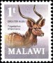 动物:非洲:马拉维:mw197101.jpg
