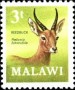 动物:非洲:马拉维:mw197103.jpg