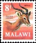 动物:非洲:马拉维:mw197105.jpg