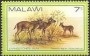 动物:非洲:马拉维:mw198101.jpg