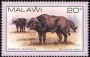 动物:非洲:马拉维:mw198103.jpg