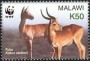 动物:非洲:马拉维:mw200303.jpg