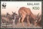 动物:非洲:马拉维:mw200304.jpg