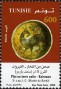 文物:非洲:突尼斯:tn200803.jpg
