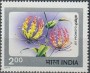 植物:亚洲:印度:in197704.jpg