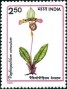 植物:亚洲:印度:in199102.jpg