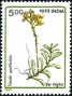 植物:亚洲:印度:in199105.jpg