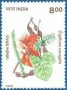 植物:亚洲:印度:in199303.jpg