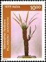植物:亚洲:印度:in199705.jpg
