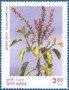 植物:亚洲:印度:in199706.jpg