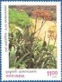 植物:亚洲:印度:in199709.jpg